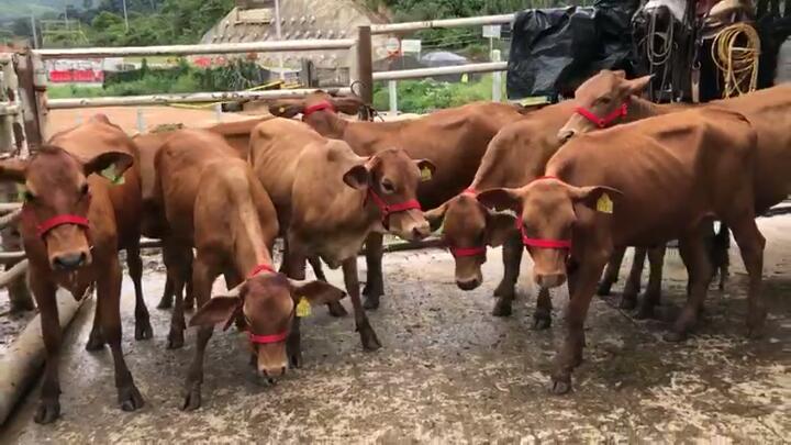 Romosinuano x Brahman F1