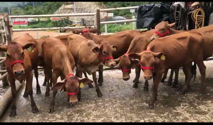 Novillas  Romosinuano x Brahman