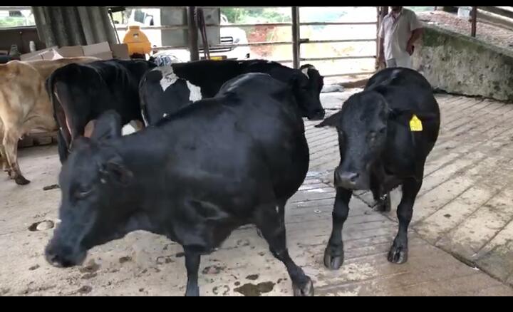 Vacas Patianas (paturras)