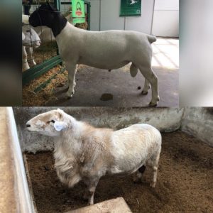 Venta de reproductores Dorper y Katahdin