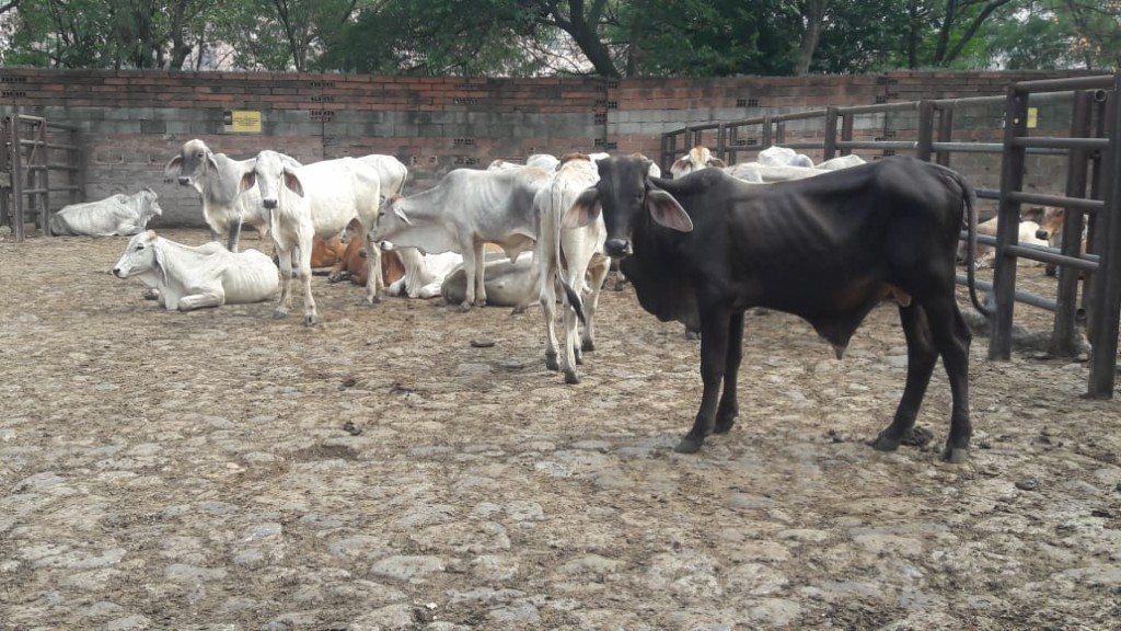 Macho de Levante