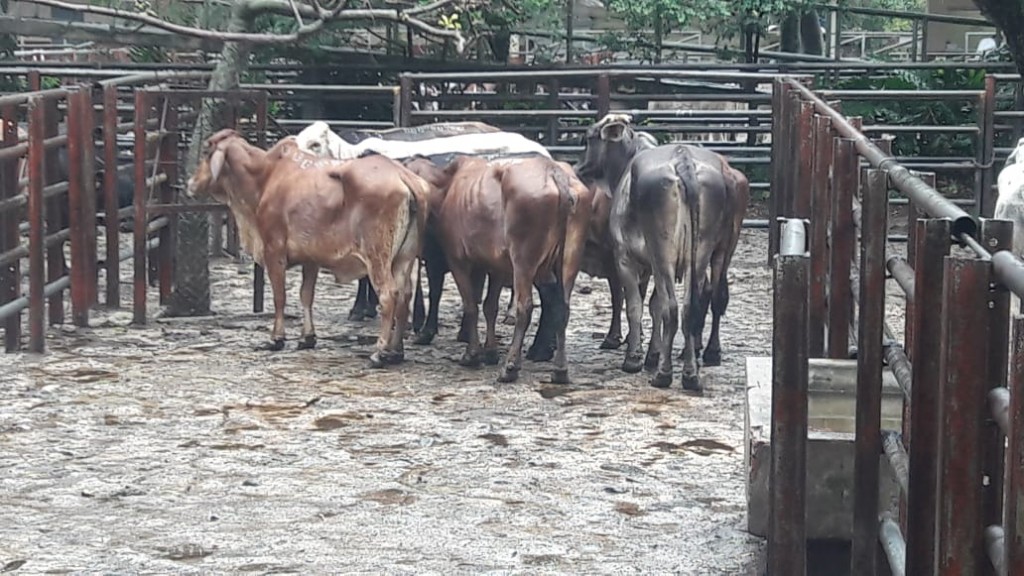 Hembra para beneficio