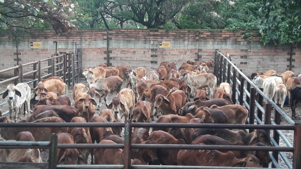Terneros Brahman Rojo comercial clasudos