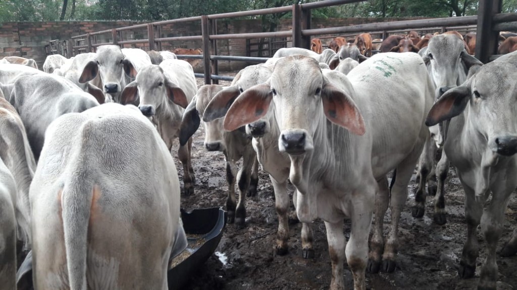 Terneros Brahman blanco