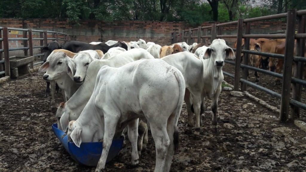 Terneros de Levante cebú blanco