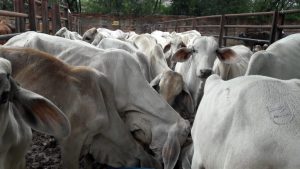 Machos de Levante cebú blanco