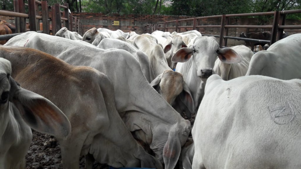 Machos de Levante cebú blanco