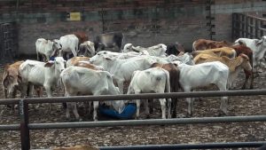 Macho de Levante cebú comercial