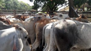 Macho ganado comercial Cebúino 230kg