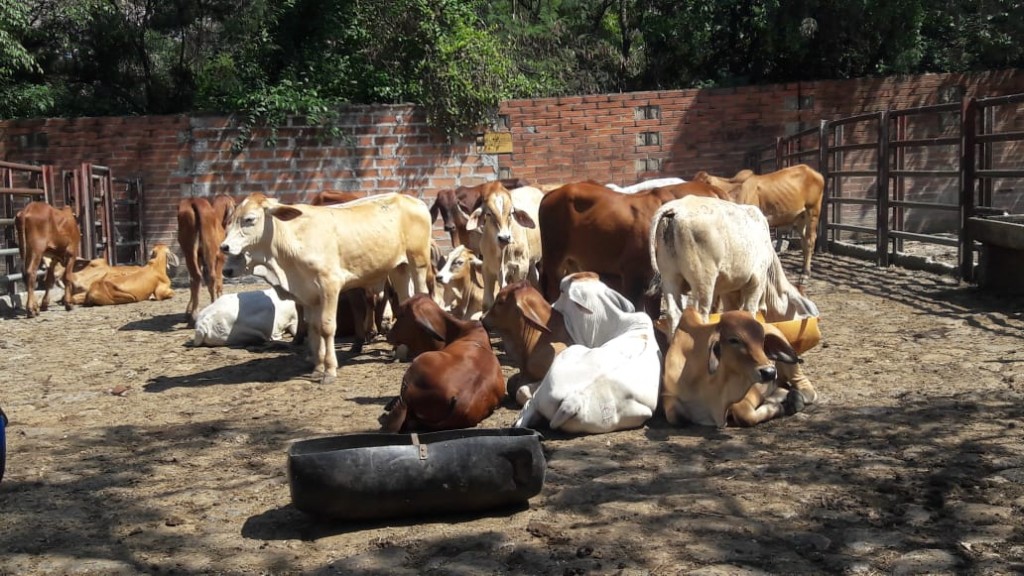 Macho de Levante clasudos