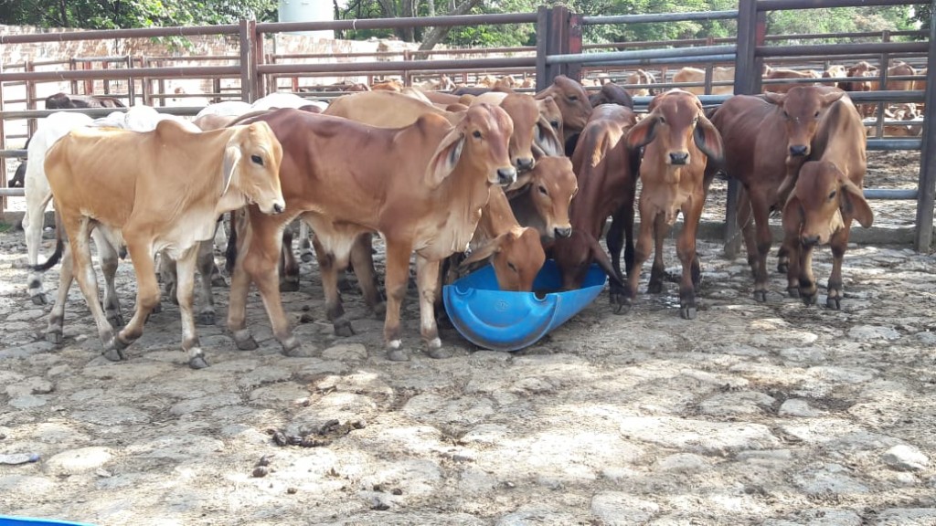 Machos de Levante Brahman comercial