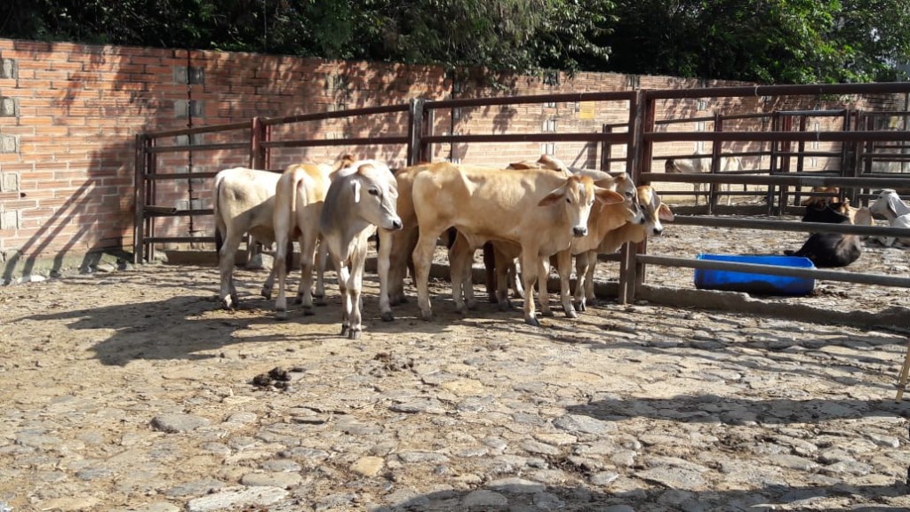 Macho de Levante Simbrah comercial