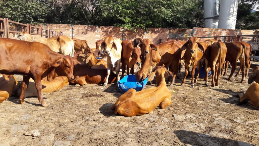 Macho de Levante Brahman Rojo comercial