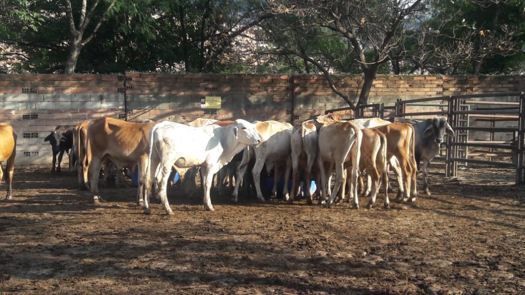 Macho de Levante