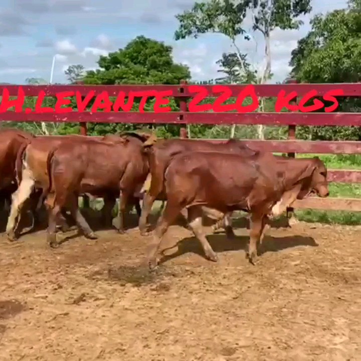 Destetas, 3 lotes disponibles bráhman rojo cría.