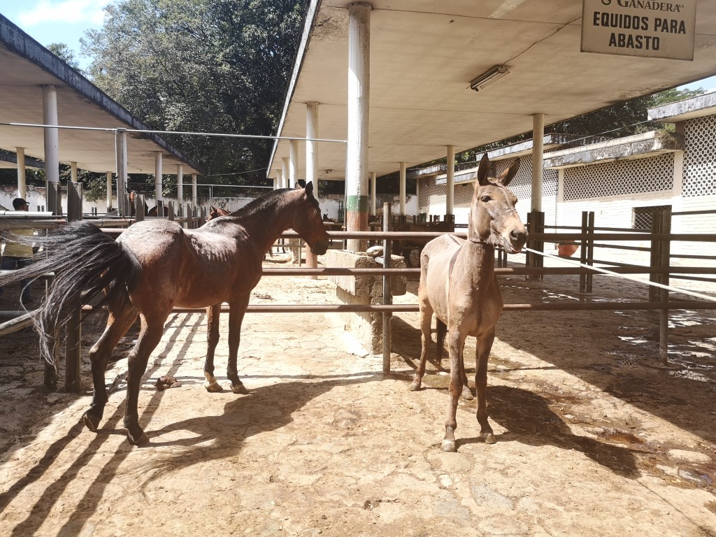 Caballo y Mula cerrera