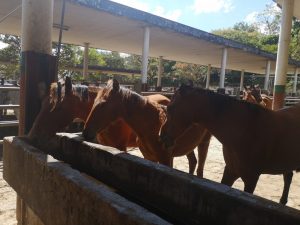 Caballos de trabajo