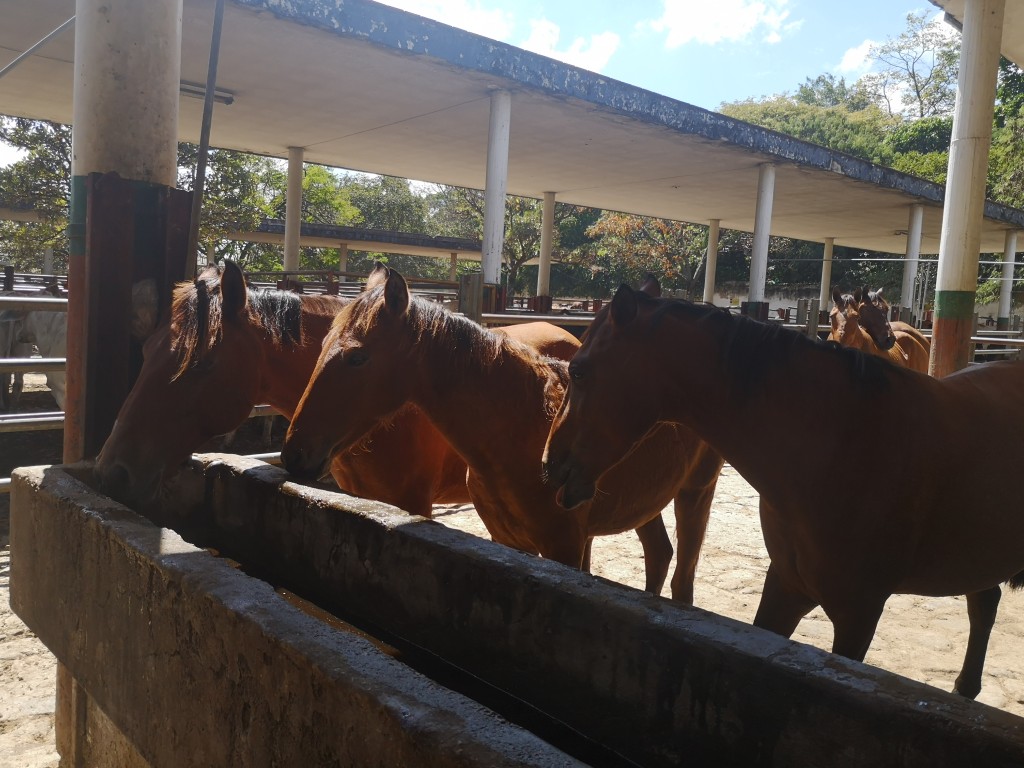 Caballos de trabajo