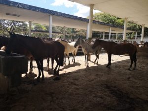 Caballos de Trabajo