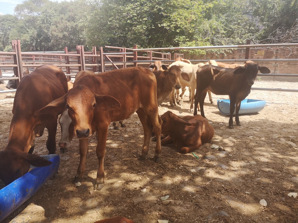 Hembras de Levante