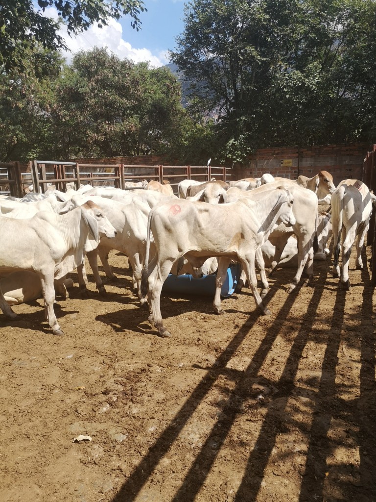 Machos de Levante Brahman blanco