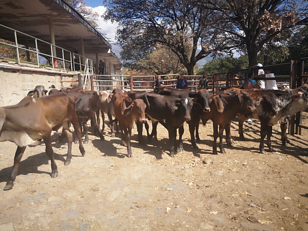 Machos de Levante