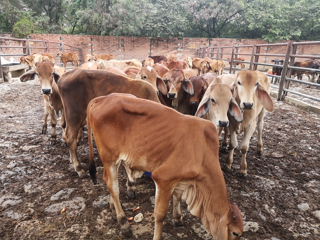 Ternero de Levante