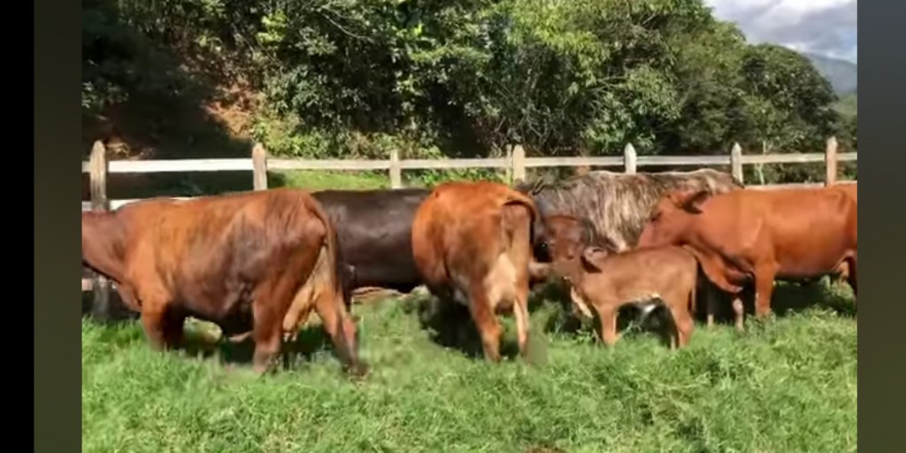 Vacas Paridas F1
