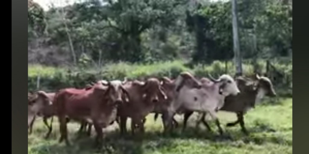 Vacas Gyr preñadas de Gyr Puro