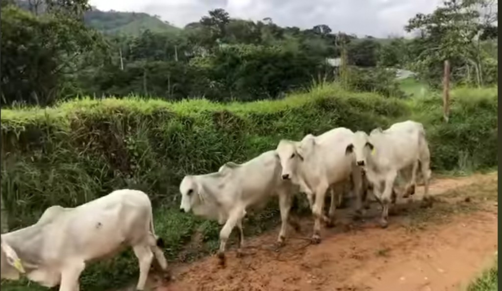 Brahman blanco sin marca