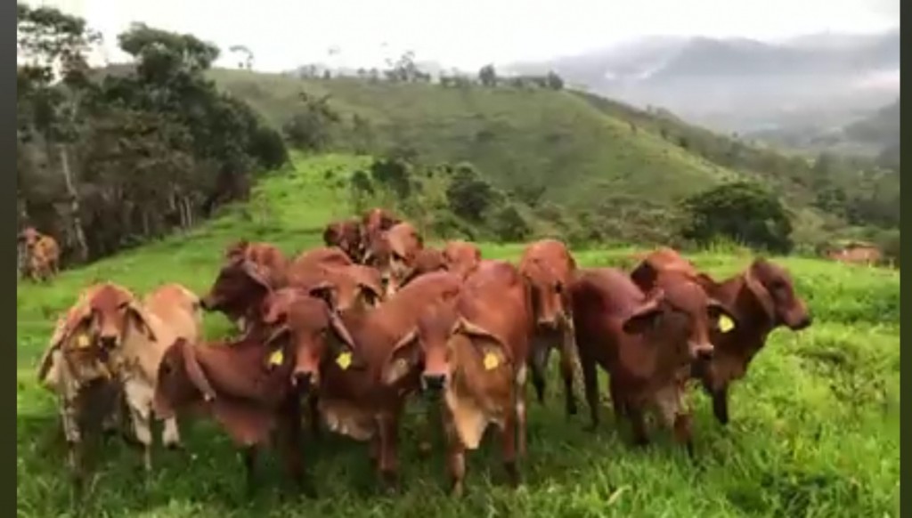 Terneras Brahman Rojo