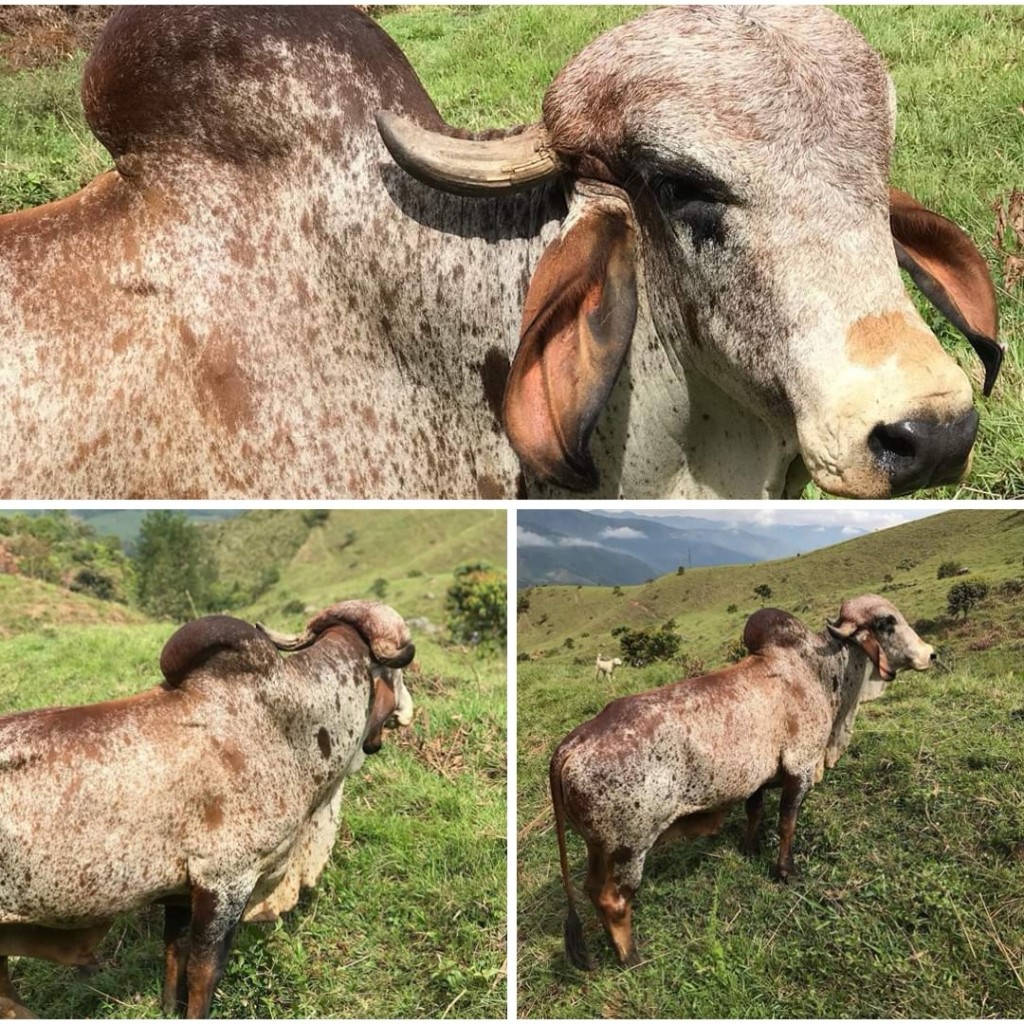 Toro Gyr Manso