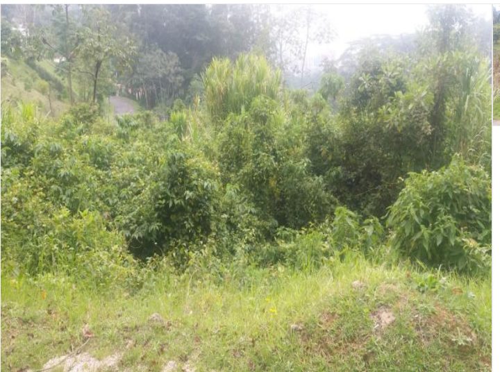 Lote (poblado-sur de Medellín)