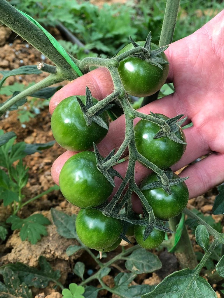 Tomate Cherry