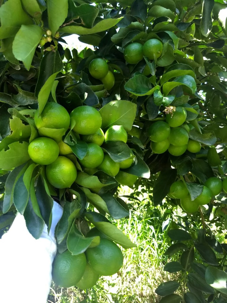 LIMON TAHITI