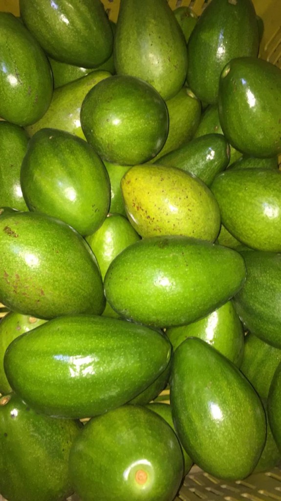 Viaje De Aguacate Papelillo
