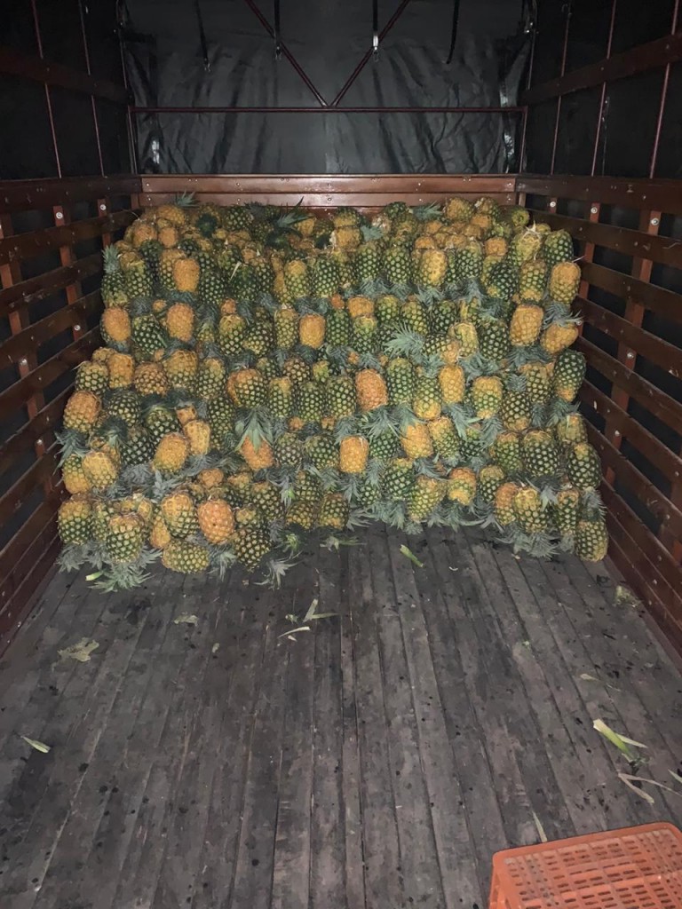 Viaje De Piña Oro Miel