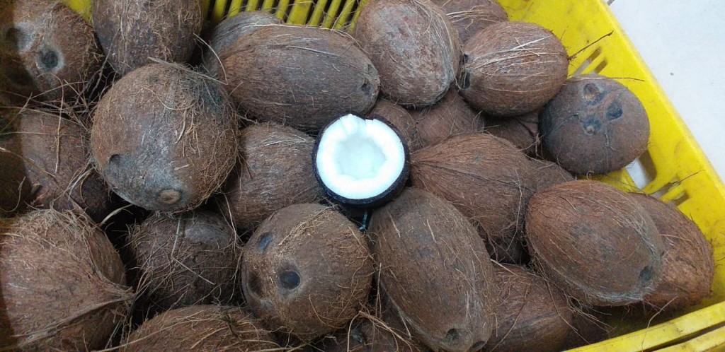 Viaje De Coco San Blas