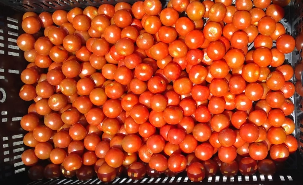 Tomate Cherry