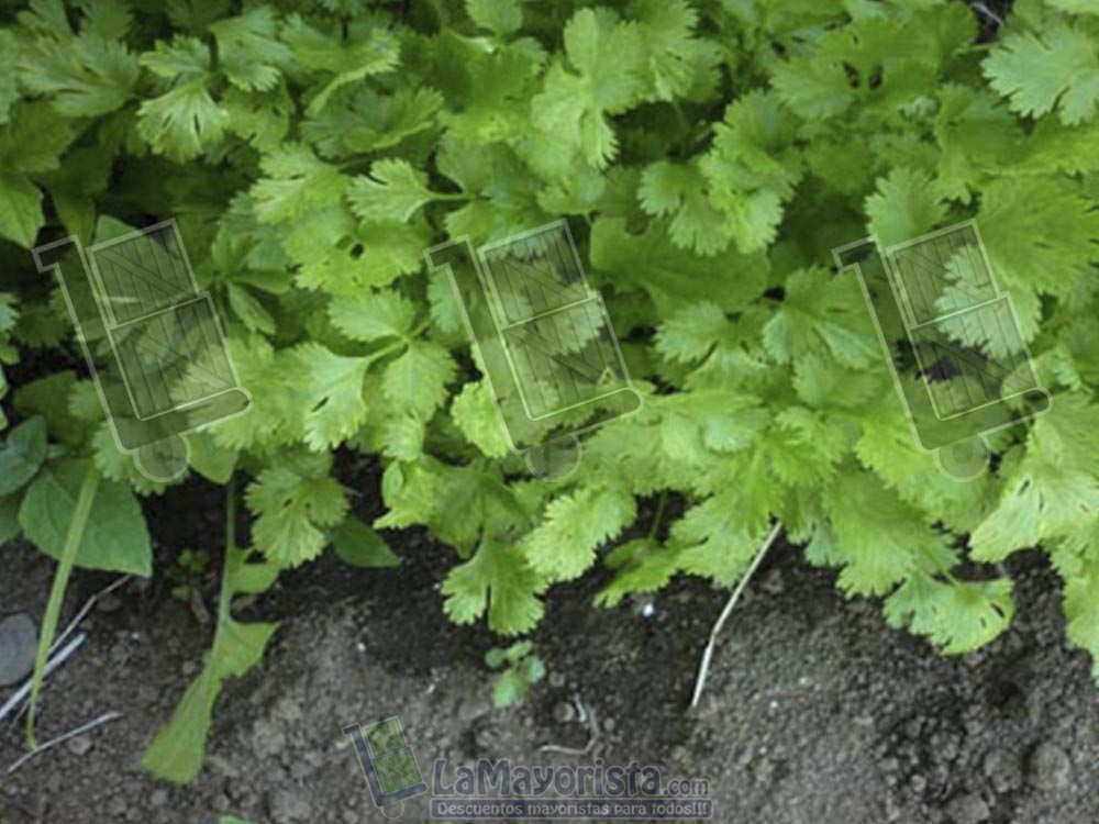 Cilantro