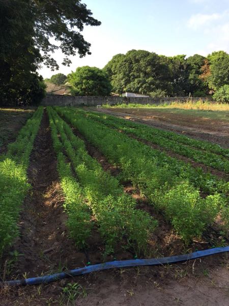 se vende albahaca por kilo