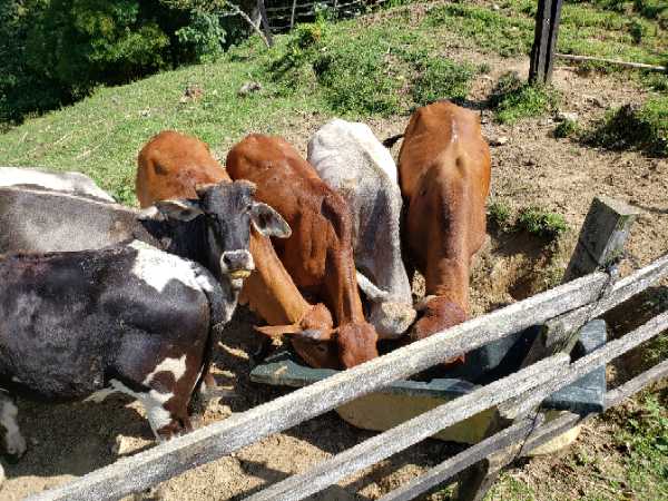 vendo un toro un atado y 4 terneras para ceba. Lote completo (7)