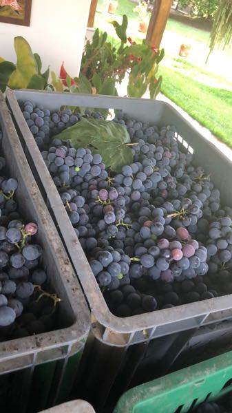 maracuya y uvas