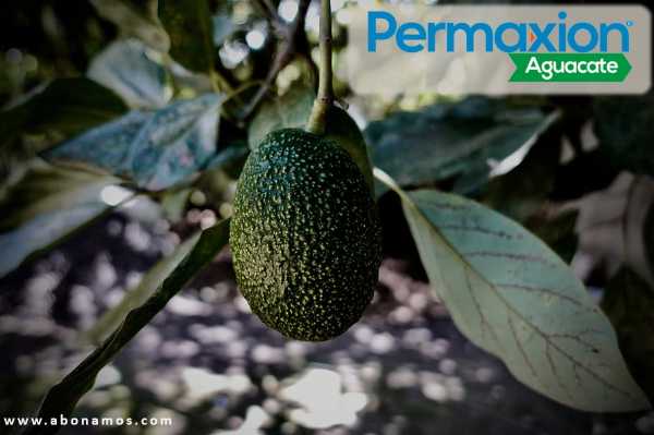 fertilizante para aguacate ABONAMOS SAS