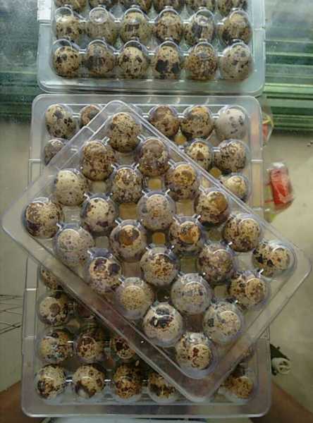 Huevos de codorniz