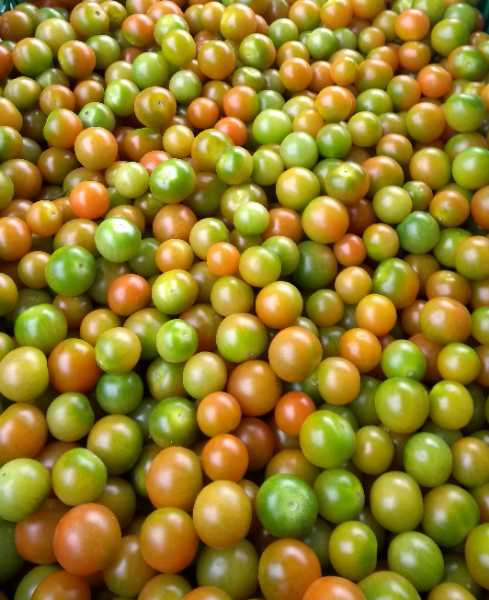 Venta de Tomate Cherry