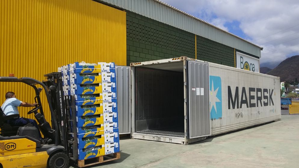 Contenedor de Plátano De Exportación Para El Mercado Europeo, Asiático y Americano