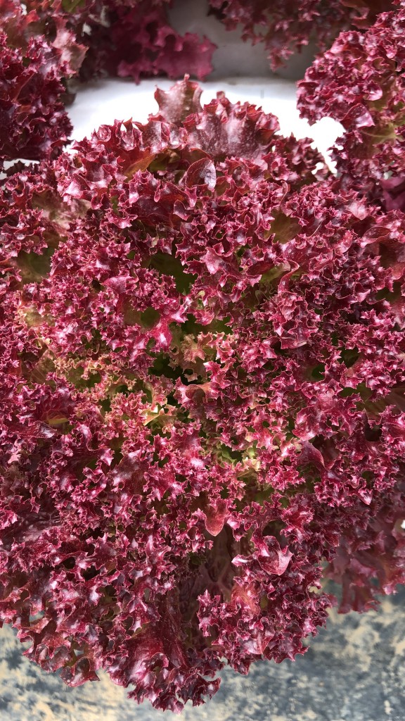 Lechuga Morada