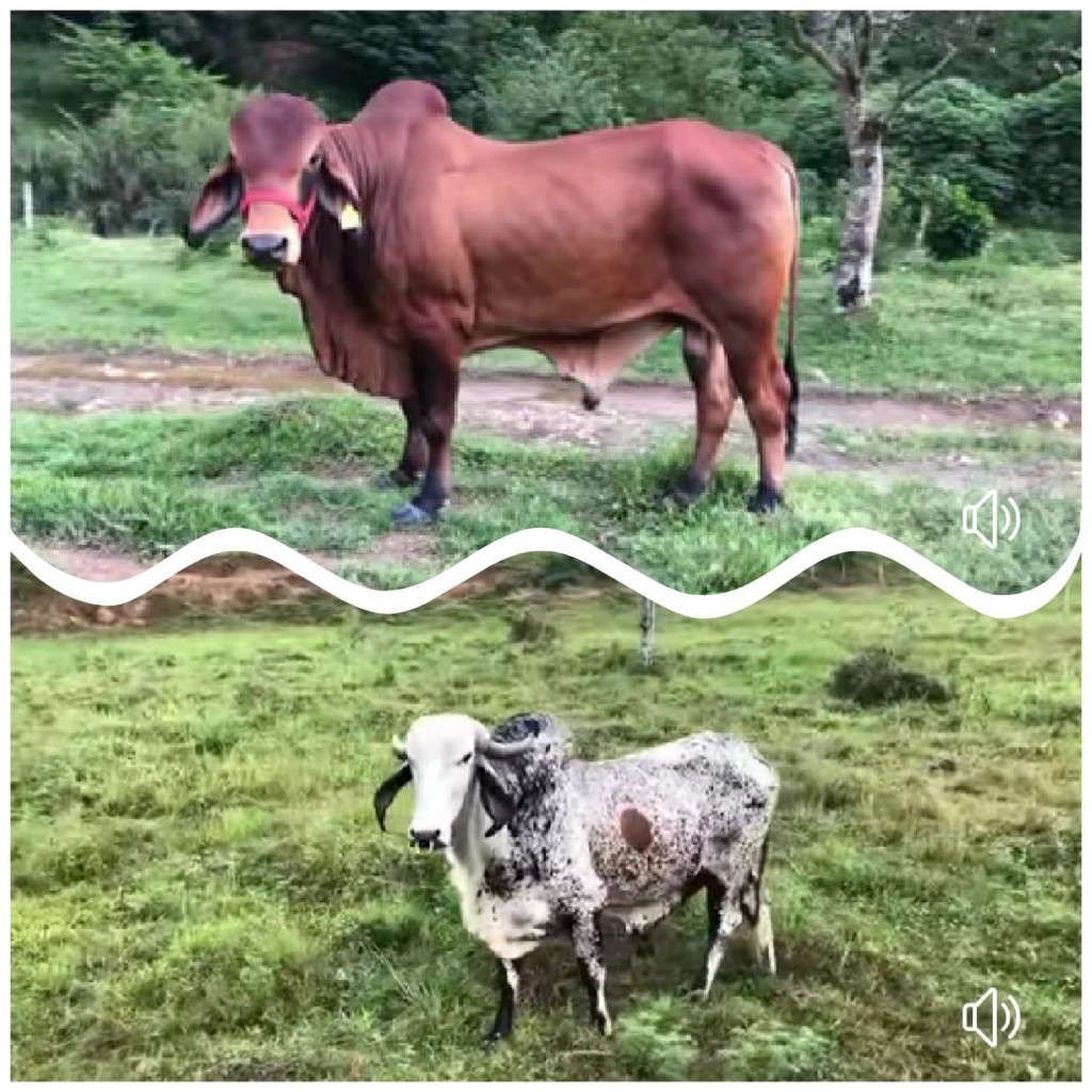 Torete Brahman Rojo y Torete Gyr lechero