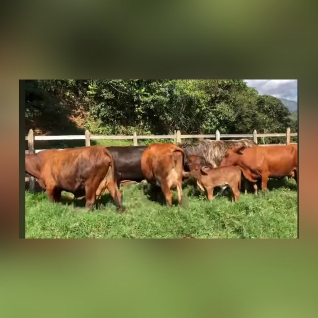 Vacas Paridas F1